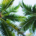 Ant's eye view of palm trees overhead.